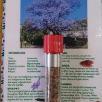 Jacaranda Tree Seeds