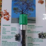 Dodonaea Tree Seeds